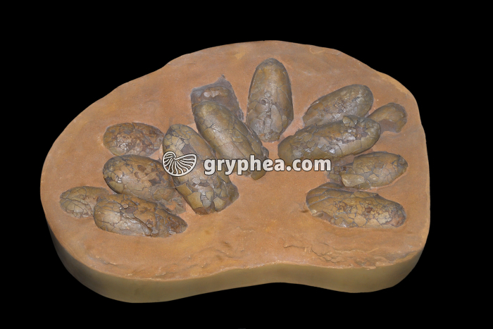 Oeufs de Dinosaure (Oviraptor, 72 Ma) - gryphea.com